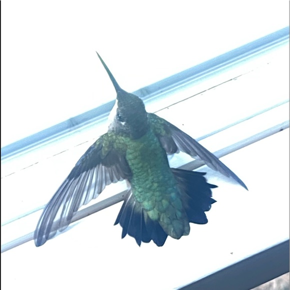 Meet your Posher, Abby - Picture 7 of 16